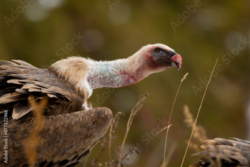 Vulture (gyps fulvus) Buitre leonado.