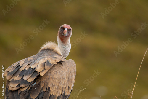 Vulture (gyps fulvus) Buitre leonado.