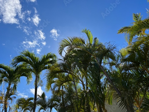 Palm Trees and Sky