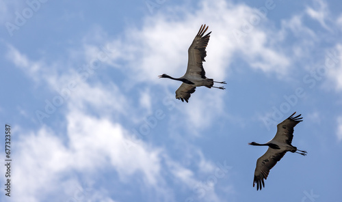 two cranes flying in sky with clouds