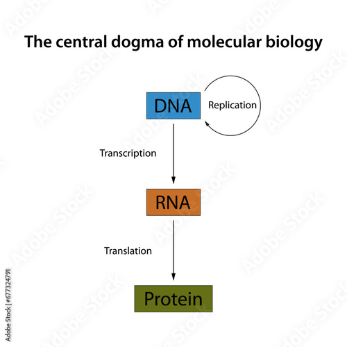 Central dogma of molecular biology