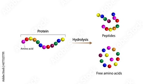 Protein Digestion  hydrolysis. Proteases Enzymes are digesting and breaking the protein into small peptide chains then into single amino acids  to be absorbed into the blood stream. Vector design.