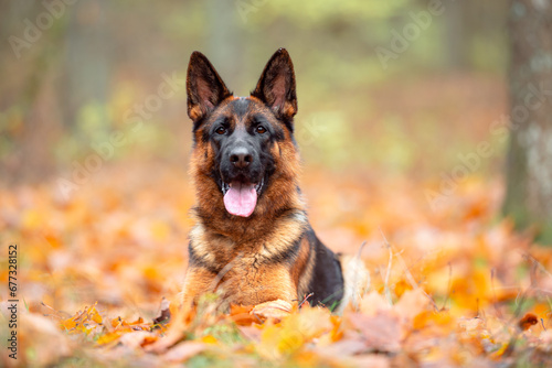 Beautifu black and tan german shepherd portrait outdoor, autumn blurred background in forest