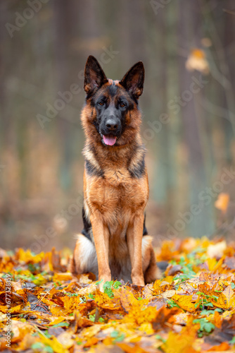 Beautifu black and tan german shepherd portrait outdoor, autumn blurred background in forest