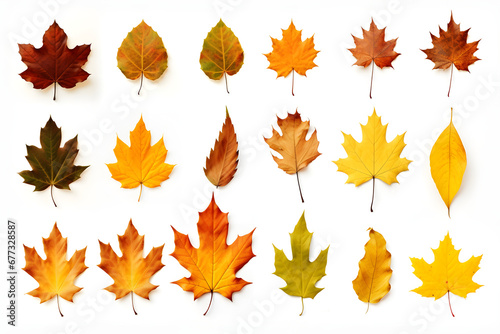  set of different autumn leaves isolated on a white background