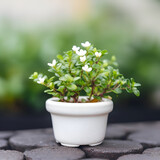 Little plant in white pot on stone background. Gardening concept.
