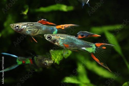 Wild guppy hybrid in tropical aquarium © Pavaphon