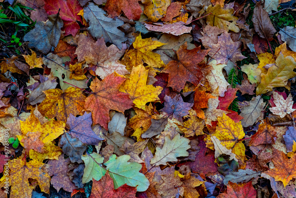 A carpet of colorful autumn leaves. Autumn magic.
