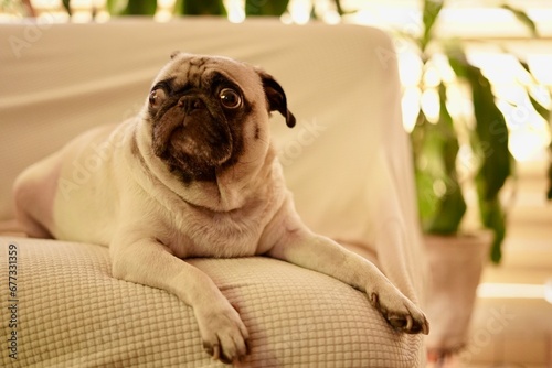 Pug en hogar acostado y relajado