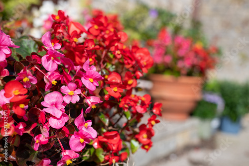 Close up of begonia flowers in bloom