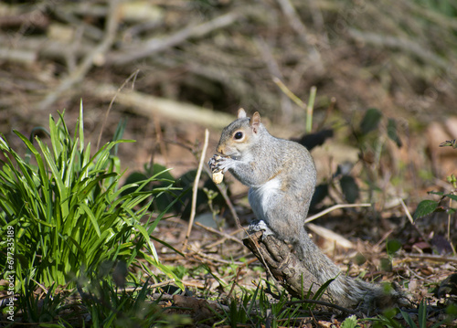 Squirrel eating nut in the park in London on the ground