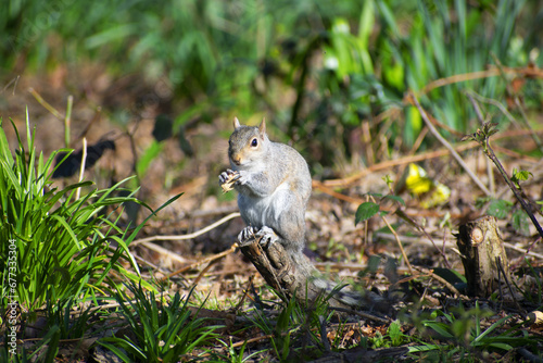 Smiling squirrel is siting on the branch with nut in the paw in the Hyde part England.