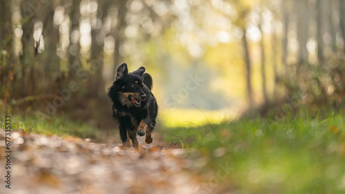 Biegnący czarny pies na tle zjesienych liści 