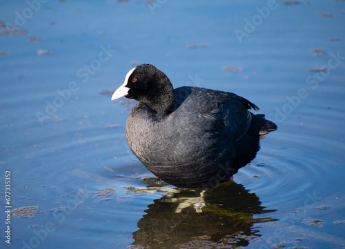 Eurasian Coot stays in lake with legs under water in Hyde park London