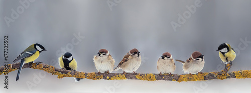 banner with different birds sparrows and tits sitting on a tree branch in a winter park