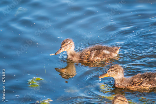 A family of ducks, a duck and its little ducklings are swimming in the water. The duck takes care of its newborn ducklings. Mallard, lat. Anas platyrhynchos © Dmitrii Potashkin