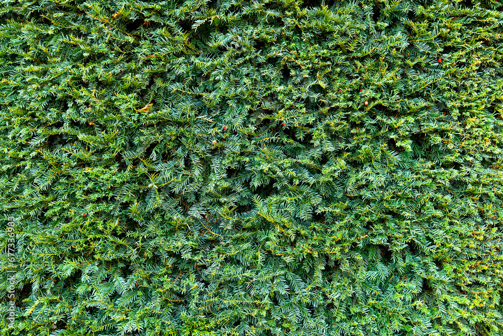Texture green, Wall, green, leaves, plant, background green, Texture , Christmas