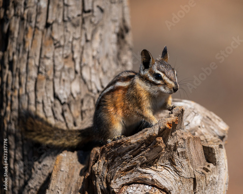 Watching - Least Chipmunk (Tamias minimus) in Eastern Oregon. photo