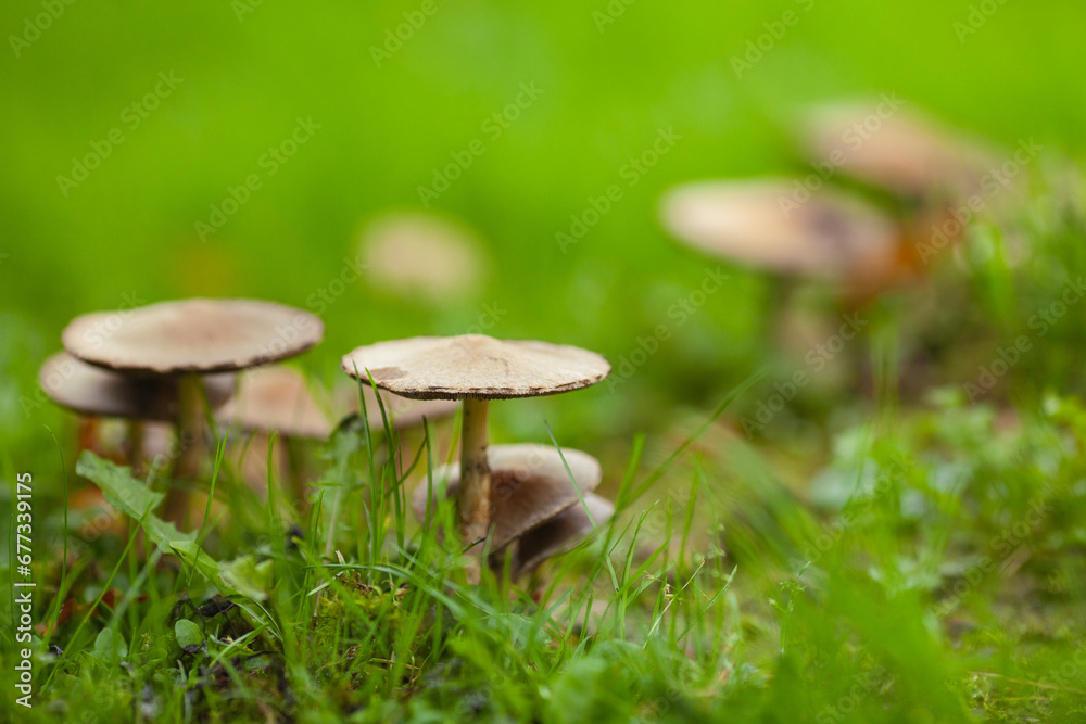 A mushroom colony in the garden. Close up. Text space. Outdoor shot A mushroom colony in the garden. Close up. Text space. Outdoor shot
