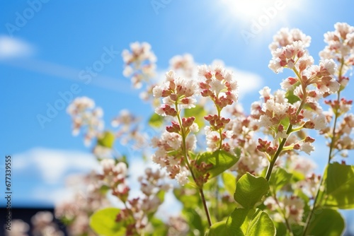 Buckwheat flowers on a sunny day