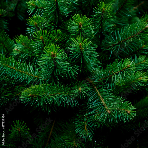 Close-up of vibrant green spruce branches.