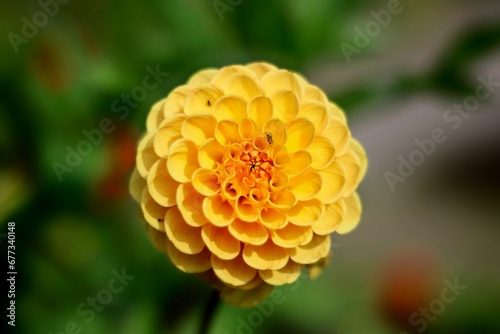Close-up of yellow dahlia flower