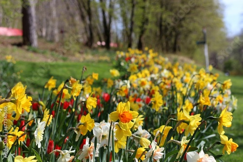 Fototapeta Naklejka Na Ścianę i Meble -  Beautiful yellow daffodils bloom on spring day. Narcissi flowers in the spring garden