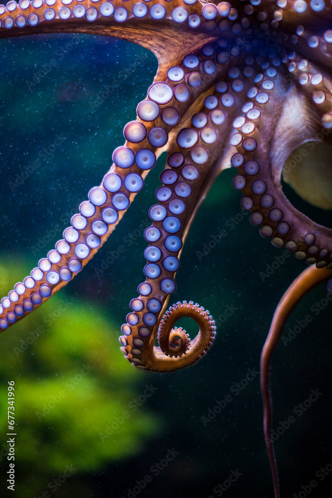 Obraz premium krakenarme