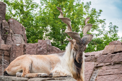 Close-up portrait of Markhor, Capra falconeri, wild goat native to Central Asia, Karakoram and the Himalayas