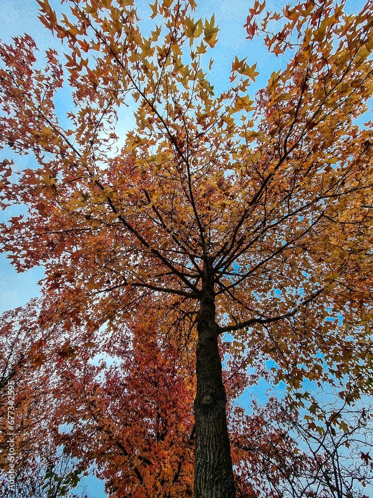 Vertical shot of an orange autumn tree