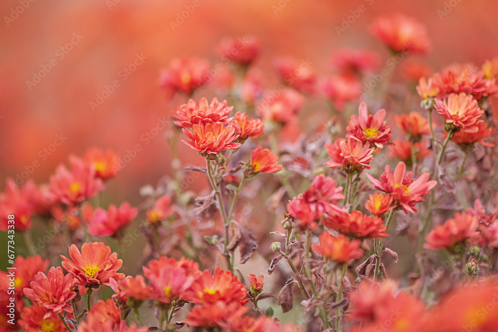 Orange chrysanthemum autumn flowers on orange blurred background.