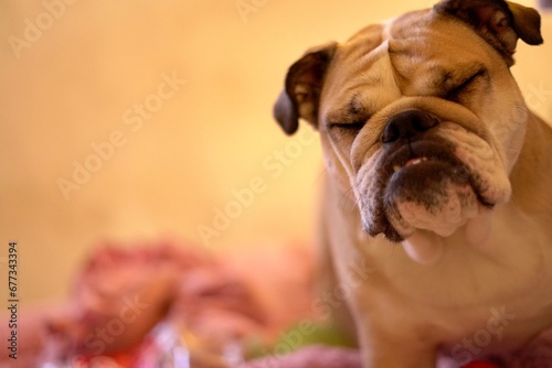 Bulldog sintiéndose culpable por travesura hecha en casa. photo
