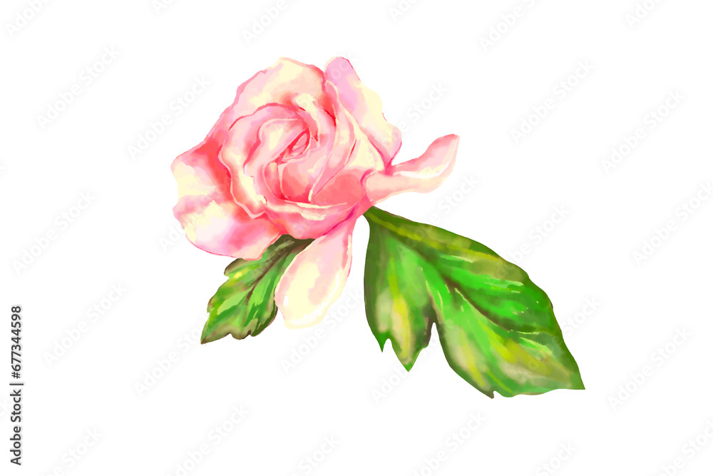 pink rose isolated on white pink rose isolated on white