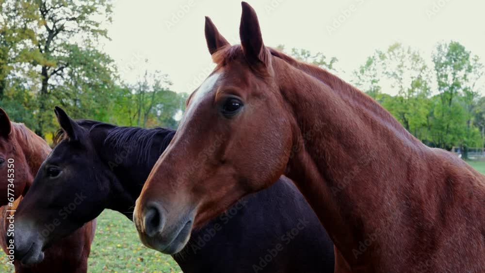 Horse standing behind a old wooden fence in a horse farm. shot in slow motion. Beautiful brown horse looks into camera. Horse standing behind a old wooden fence in a horse farm. shot in slow motion. Beautiful brown horse looks into camera.