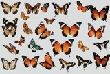 Vibrant Tropical Butterflies Set: Beautiful Insects Isolated on Gray Background for Stunning Designs