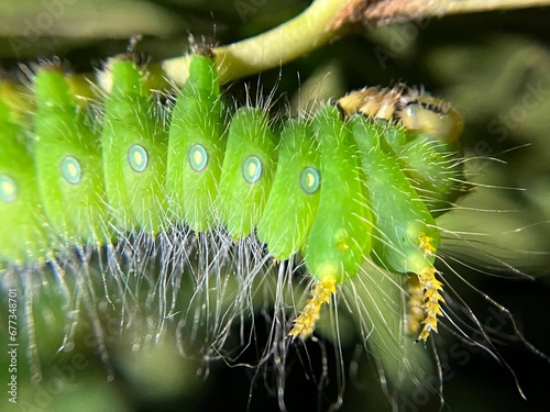 Green Imperial Moth Caterpillar (Eacles imperialis) photo