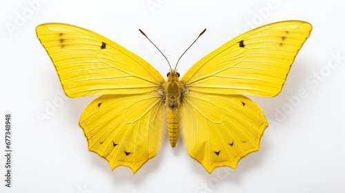  a close up of a yellow butterfly on a white background with only one wing missing from it's wings.