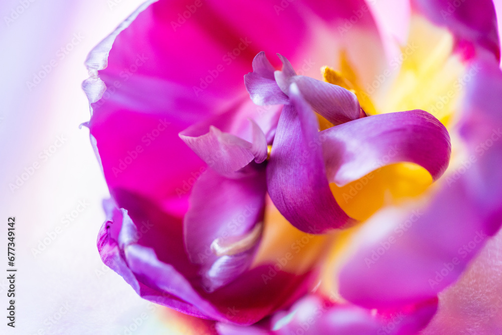 tulpe lila gelb tulpe lila gelb