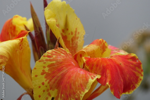 L’iris des jardins se plante du printemps jusqu’en septembre, mais la meilleure période de plantation est l’été après la floraison de juillet à septembre.  photo