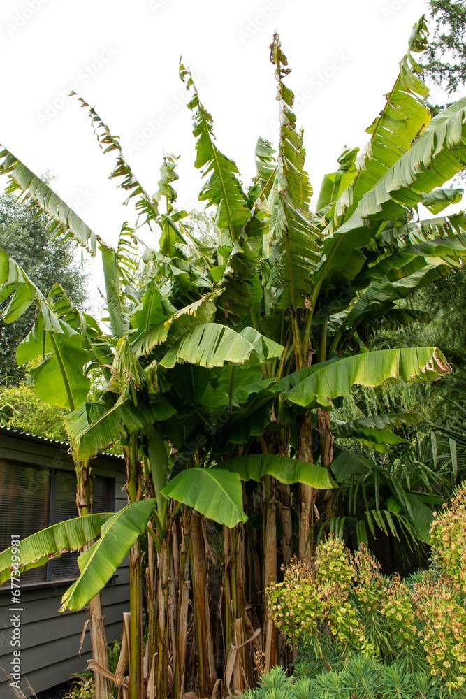 Vertical shot of a banana tree outdoors with sky in the background Vertical shot of a banana tree outdoors with sky in the background