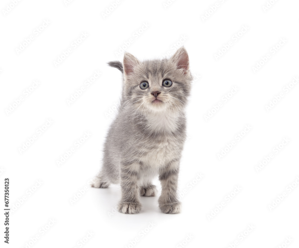 Little gray kitten . Little gray kitten .