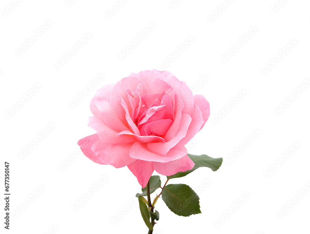 Beautiful pink rose.