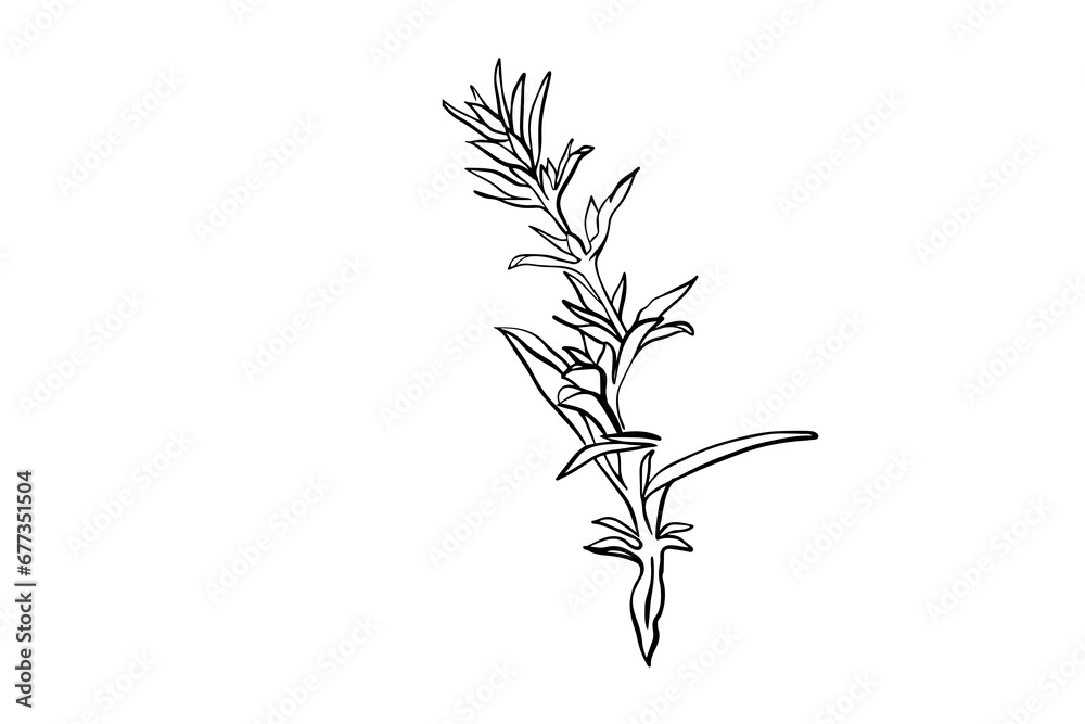 Fototapeta premium herbal plant hand drawn illustration