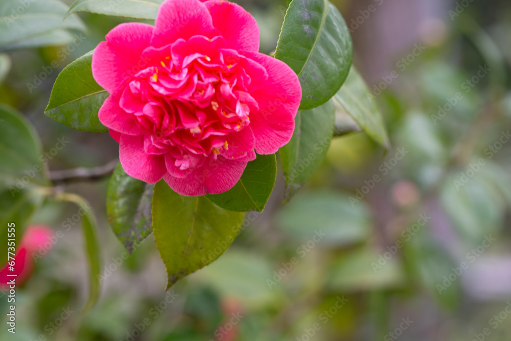 Middlemist Camelia-The rare plant, brought to Britain from China, Camellia of rare pink color, spring floral background Middlemist Camelia-The rare plant, brought to Britain from China, Camellia of rare pink color, spring floral background