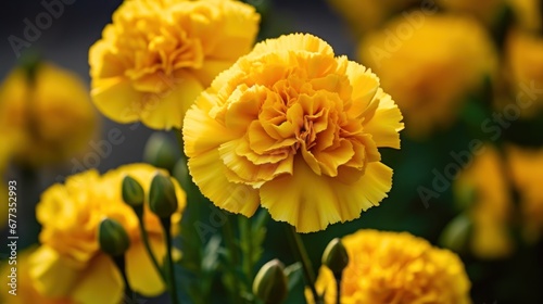 Marigold flowers in the garden. Marigold flower background. Tagetes erecta, Marigold. Springtime concept with a space for a text. Valentine day concept. © John Martin