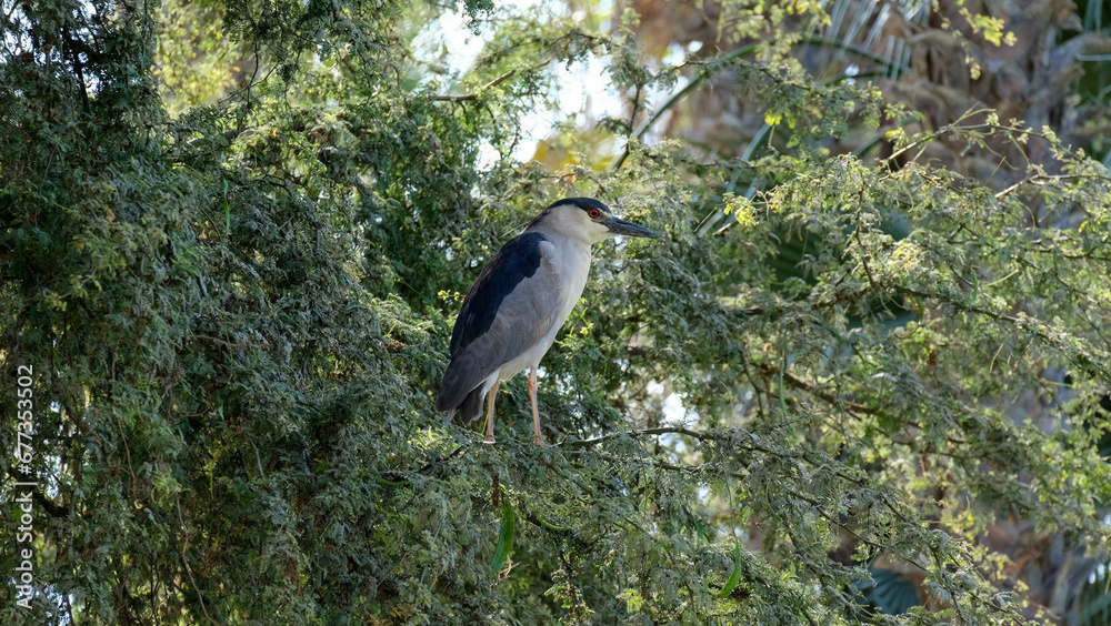 Fototapeta premium Black Crowned Night Heron (Nycticorax nycticorax) on a Branch