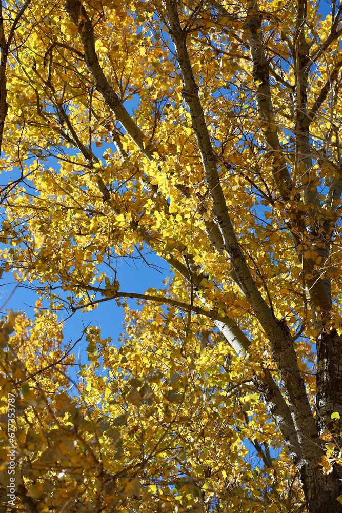 Fototapeta premium brightly colored birch tree shimmering in the sunlight
