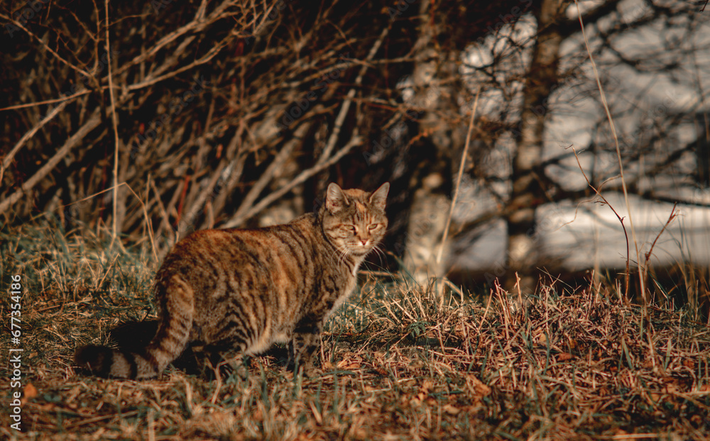 beautiful cat on the ground