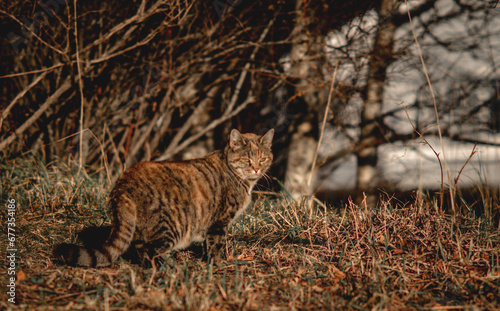 Obraz na płótnie beautiful cat on the ground w salonie