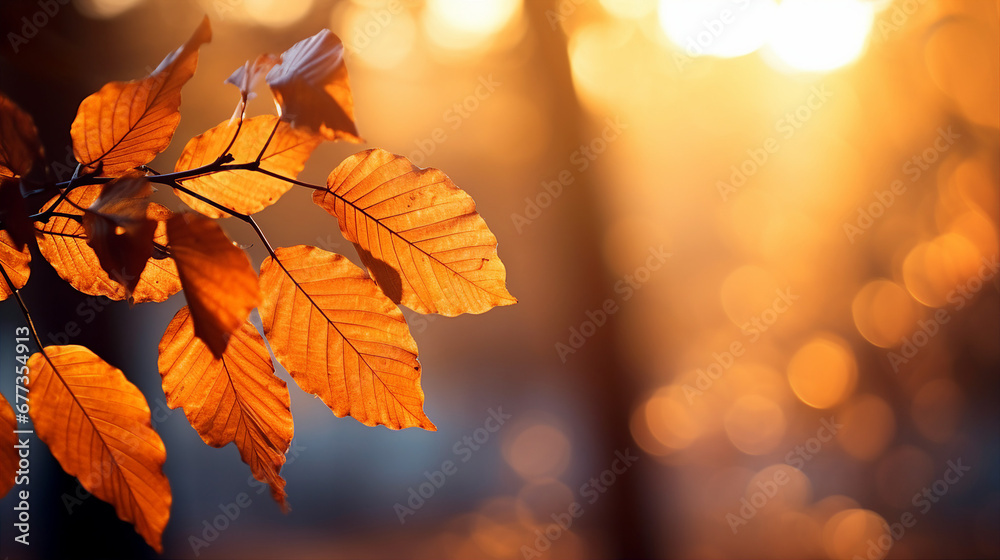 Golden beech leaves in sunlight with a soft-focus background Golden beech leaves in sunlight with a soft-focus background